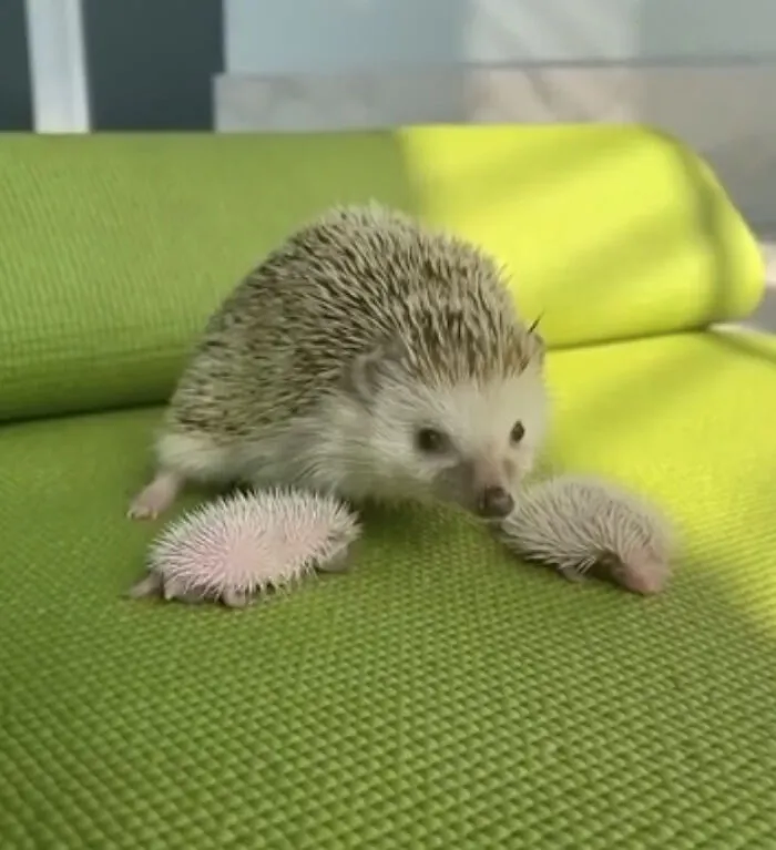 Mamá erizo con sus pequeños erizitos