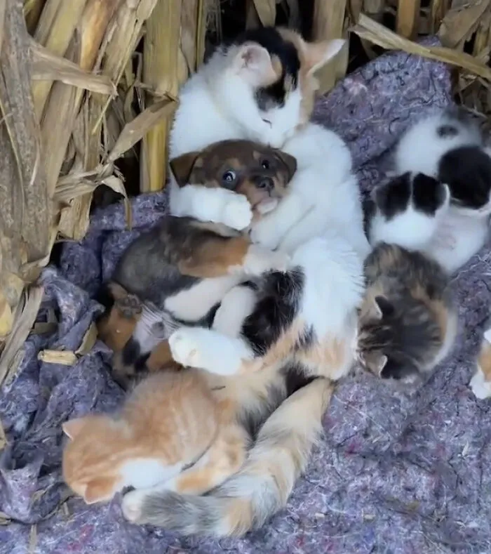 El amor de mamá gata no discrimina