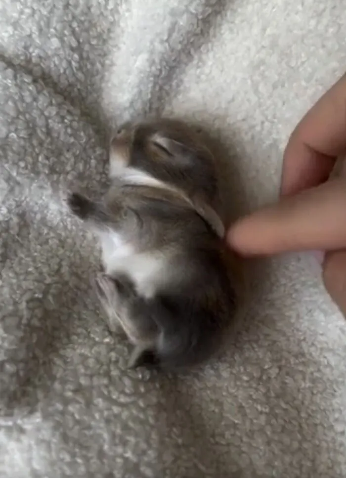 Un conejito pequeñito