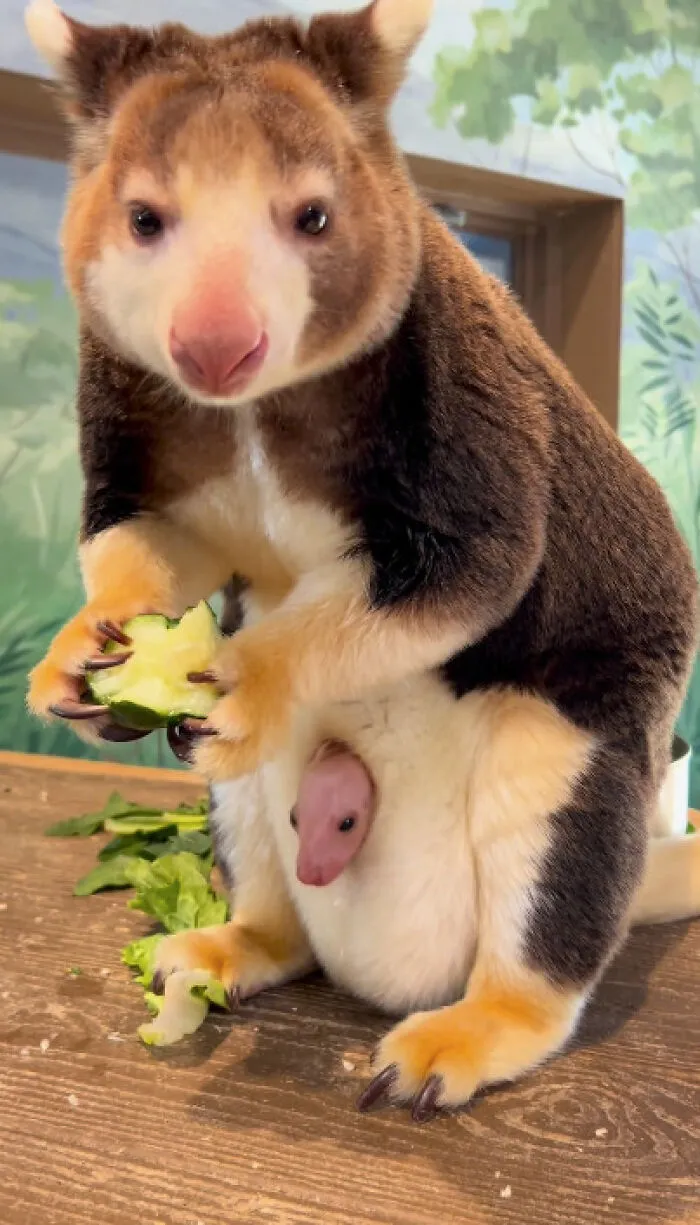 Tree kangaroo eating a leaf with a joey peeking out, a wholesome photo perfect for eye bleach to cleanse your eyes.