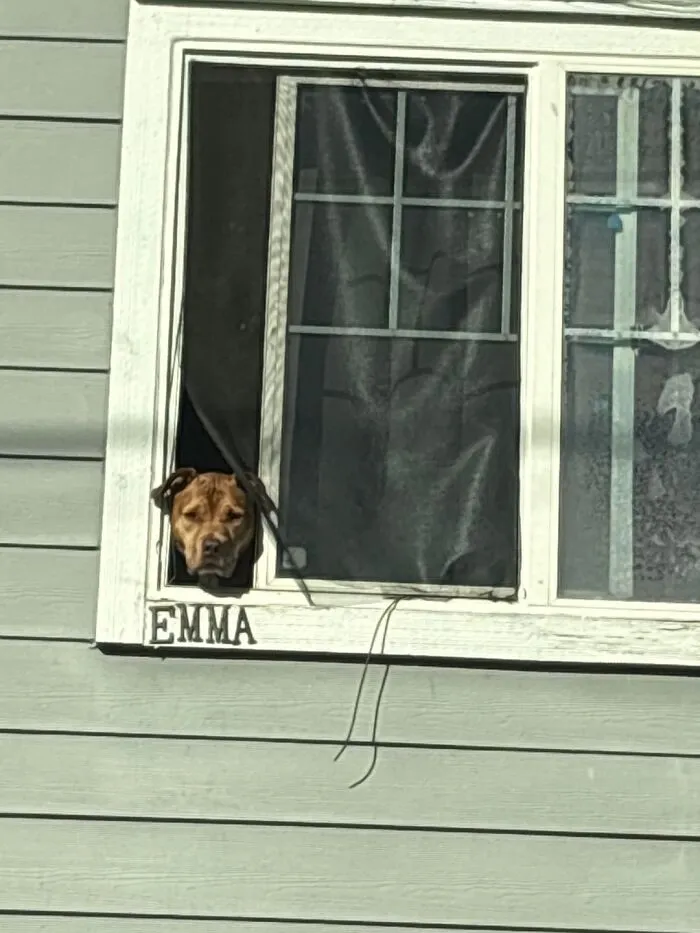 Siempre escuchaba a la gente decir “Hola perrito” porque no sabían su nombre. Quería cambiar eso. Ahora escucho que la gente dice “Hola, Emma”