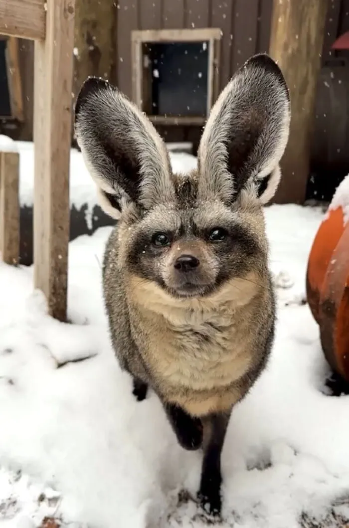 Otis The Bat-Eared Fox