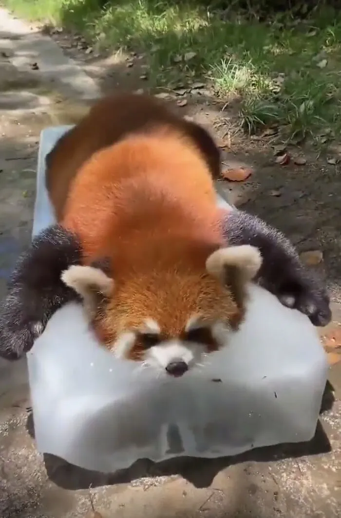Un panda rojo felizmente acostado sobre un bloque de hielo