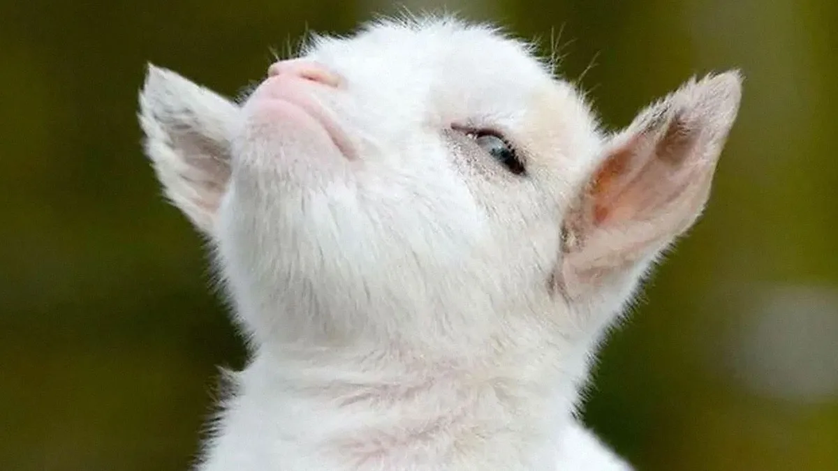 50 Hilariously Wholesome Animal Memes That Help People Forget Problems And Heavy Thoughts (New Pics)