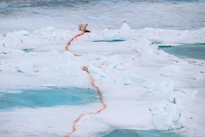 Special Mention In Animal Behaviour: "After The Hunt" By Sergey Gorshkov