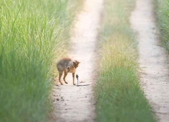 Special Mention In  Animal Behaviour: "The Final Strike" By Rathna Varshini Choudhry