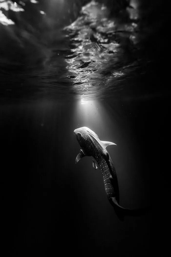 Special Mention In Animal Portraits: "Stars Beneath The Waves" By Vinay Mathew