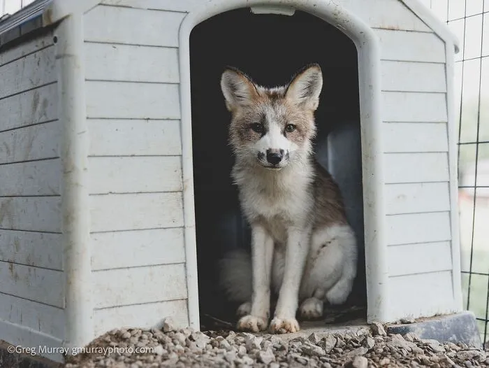 26 Gorgeous Rescued Foxes Through The Lens Of Greg Murray