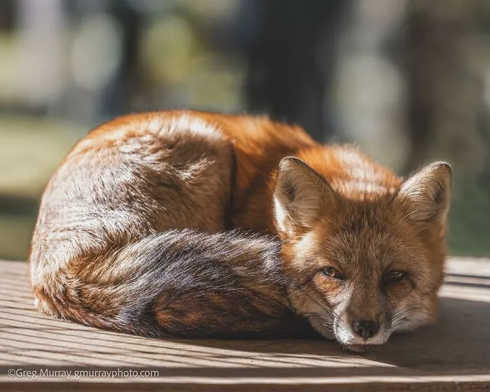 26 Gorgeous Rescued Foxes Through The Lens Of Greg Murray