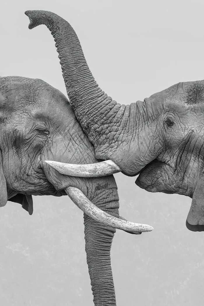 Special Mention In Young Photographer: "A Tale Of Two Trunks" By Rohan Neel Shah