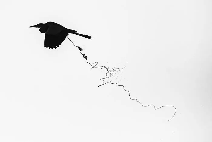Special Mention In Creative Nature Photography: "Work Of Art" By Sarthak Agrawal