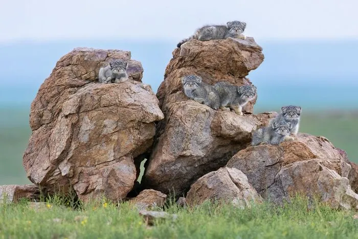 Runner-Up  In Animal Portraits: "The Curious Six" By Amit Eshel