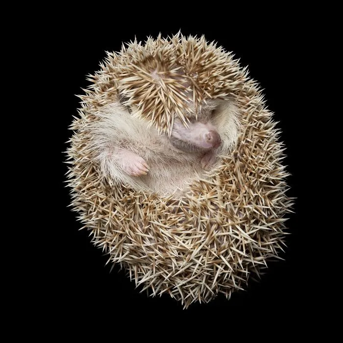 Photographer Captured 44 Animals You Don’t Usually See In Portraits, And They All Nailed It