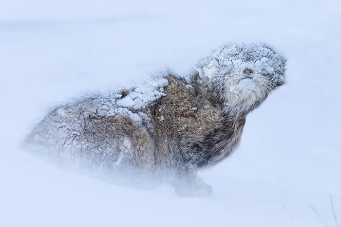 Special Mention In Animal Portraits: "Shrouded In Snow" By Mohammad Murad 