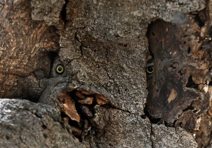Special Mention In Animal Portraits: "The Watchers" By Sathiyaseelan Subramanian