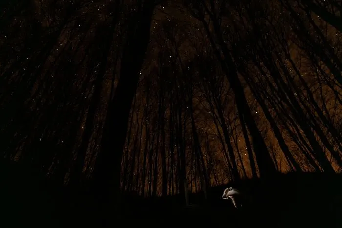 Runner-Up In Wildscape & Animals In Their Habitat: "The Night Of The Badger" By Adam Horvath