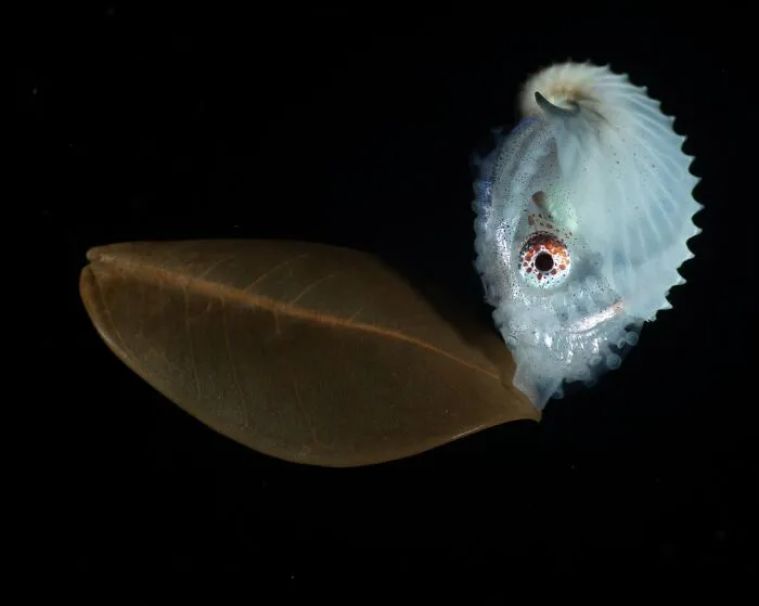 Winner In Young Photographer: "Nautilus On The Move" By Tinnapat Netcharussaeng