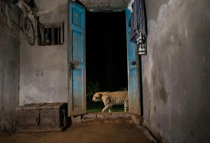 Special Mention  In Coexistence: "Next-Door Neighbour" By Pruthvi B