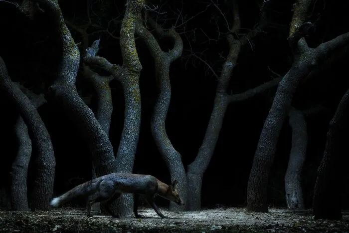 Winner In Wildscape & Animals In Their Habitat: "Thief In The Spotlight" By Sergey Bystritsky