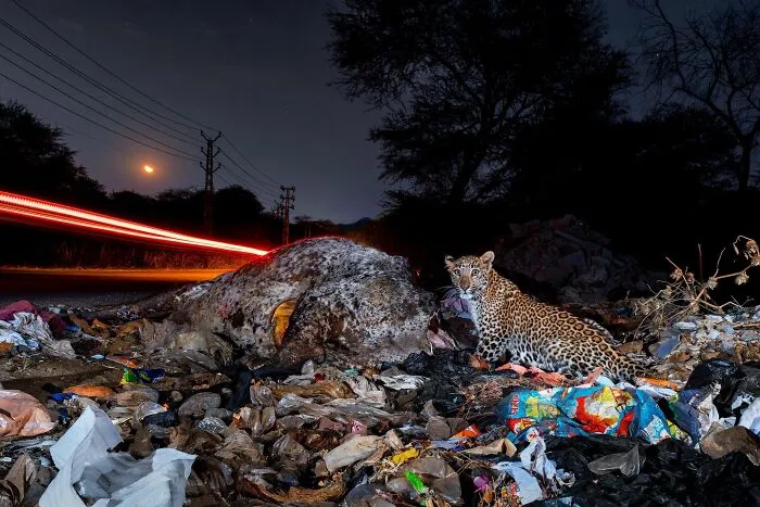 Winner In Ramki Sreenivasan Conservation Photography Award: "Edge Of Two Worlds" By Rajat Chordia, Vidhan Dwivedi