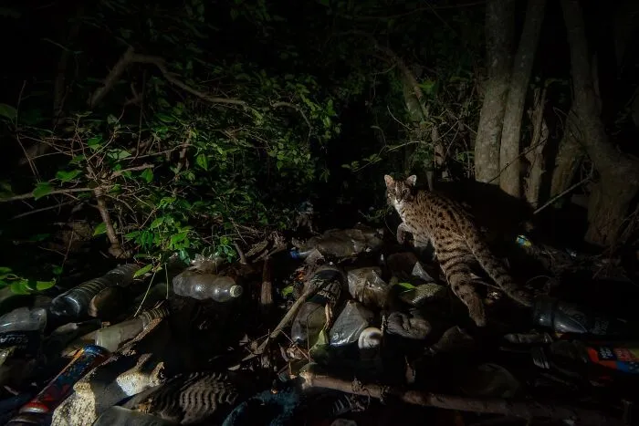 Special Mention In Ramki Sreenivasan Conservation Photography Award: "Cat, Camera, And Our Consequences"By Pallavi Laveti