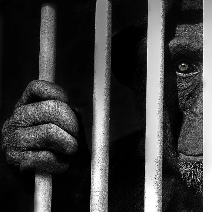 Special Mention In Ramki Sreenivasan Conservation Photography Award: "Within Bars" By Pranjali Mulik
