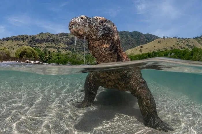 Special Mention  In Wildscape & Animals In Their Habitat: "Cooling On The Coast" By Suliman Alatiqi