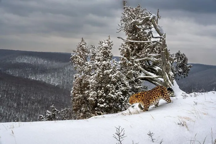 Special Mention In  Wildscape & Animals In Their Habitat: "The Rarest Of The Rare"By Sergey Gorshkov