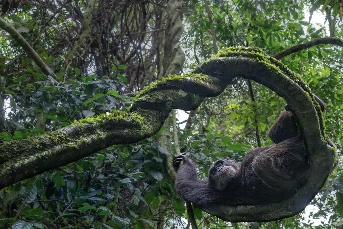 Winner In Animal Portraits: "The Canopy Watcher" By Federica Cordero