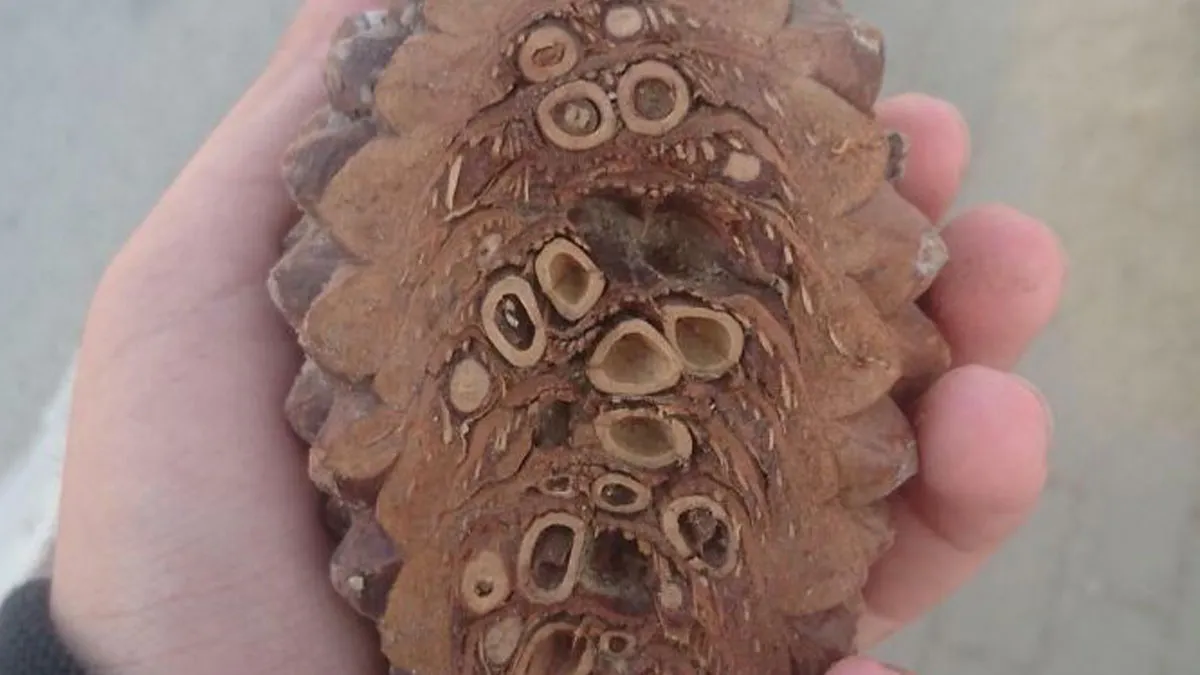 50 Interesting Pictures Showing The Insides Of Things We Rarely See (New Pics)