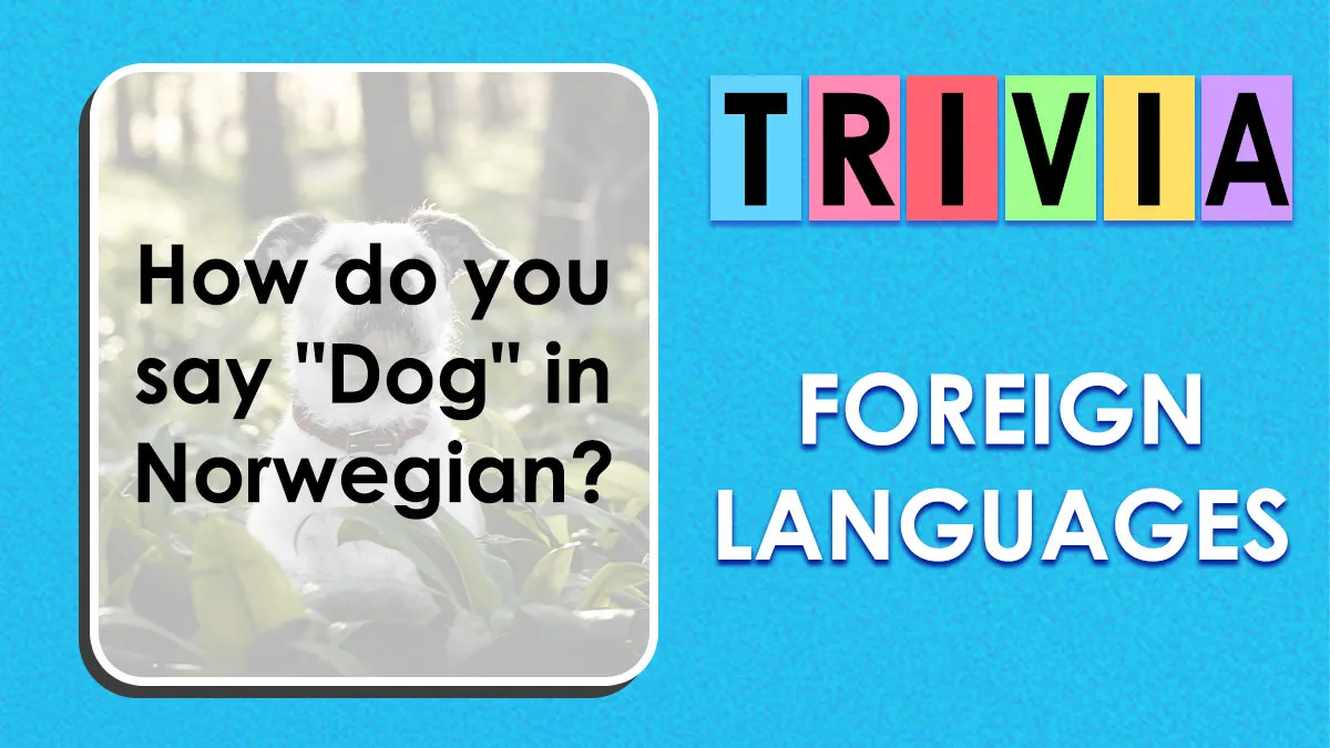 Test Your Language Knowledge By Matching These 25 Words To Their Translations