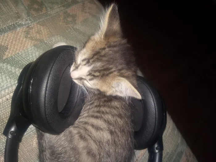 Lacy Is Just Going To Listen To Sad Music For The Next Few Years