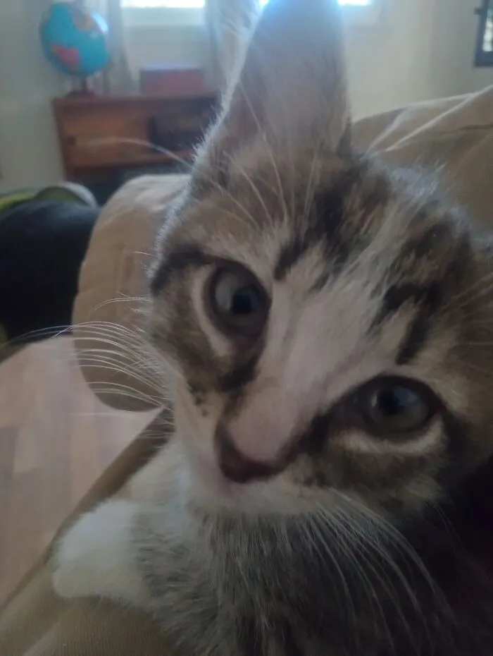 Lacy The Cat-Very Violent Personality, But Somehow Also Very Soothing To Be With