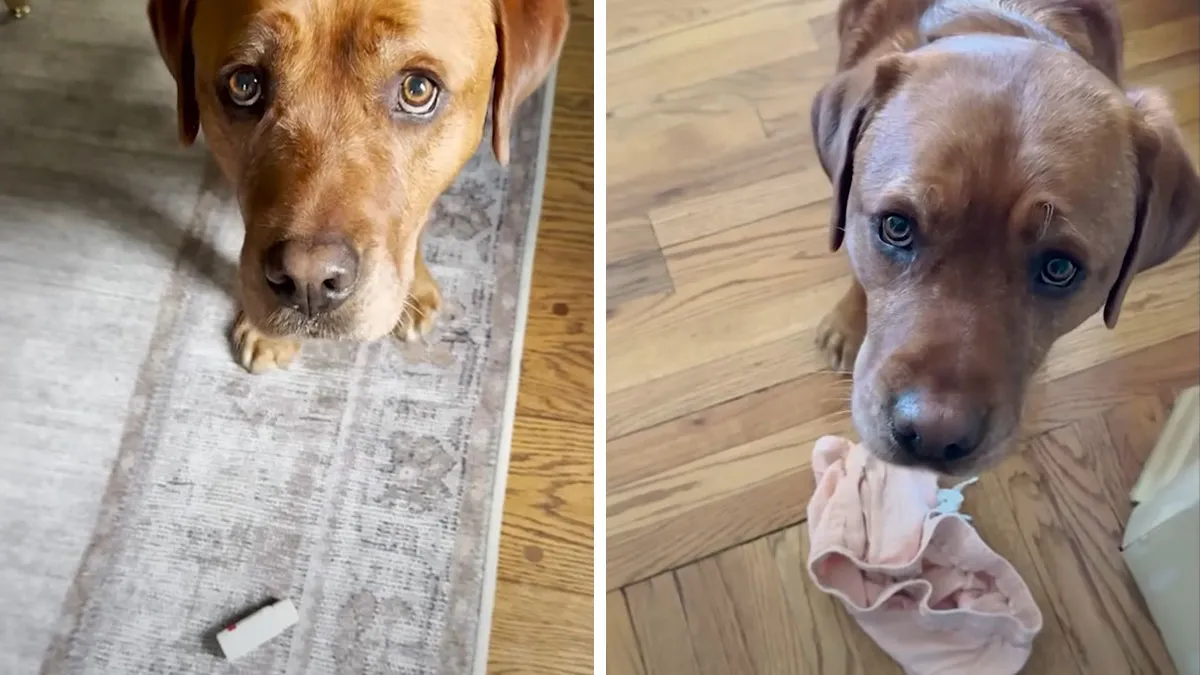 Rejected From Service Dog School, This Labrador Now “Helps” By Bringing Random Items And Joy To His Owner