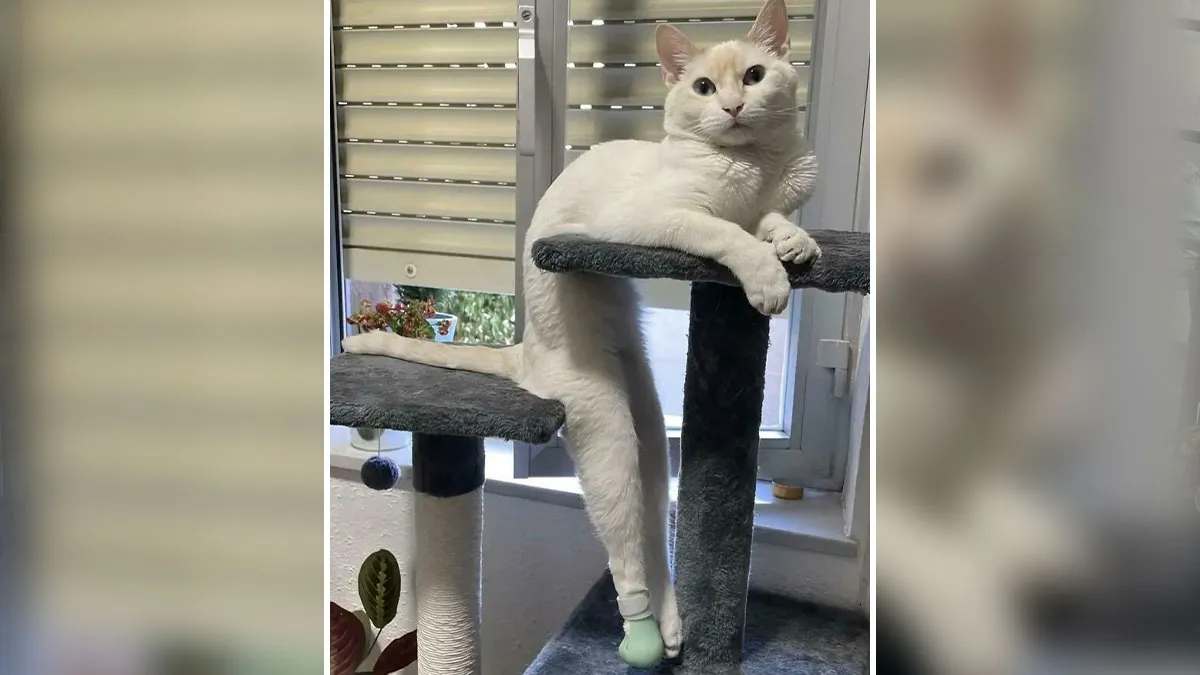 46 Times Cats Defied Gravity And Logic, Flowing Like Liquid Into Every Nook And Cranny