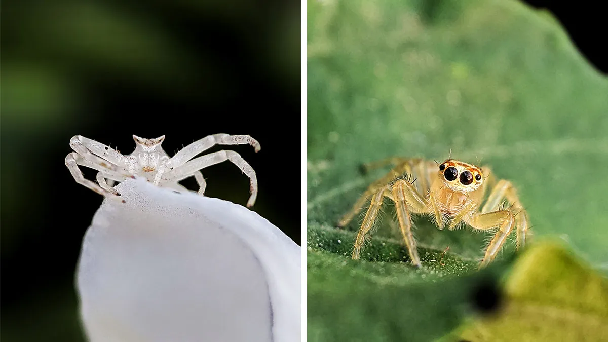 I Captured 50 Tiny Creatures In Macro, And The Details Are Out Of This World