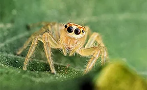 I Captured 50 Tiny Creatures In Macro, And The Details Are Out Of This World