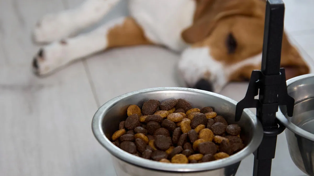 29 Borderline Crazy Things People Were Down To Do For Their Dogs