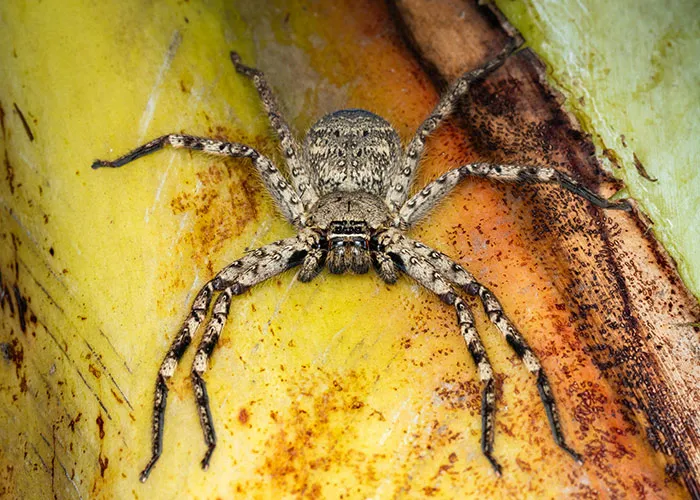 50 Times Wildlife Reminded Humans They’re Not Nearly As Tough As They Think