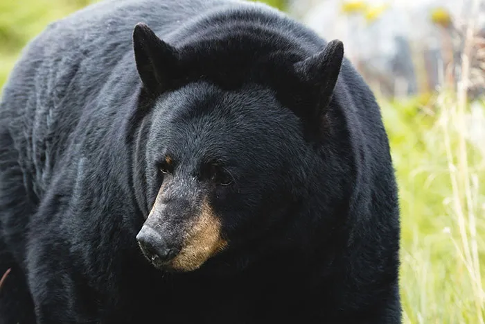 50 Times Wildlife Reminded Humans They’re Not Nearly As Tough As They Think