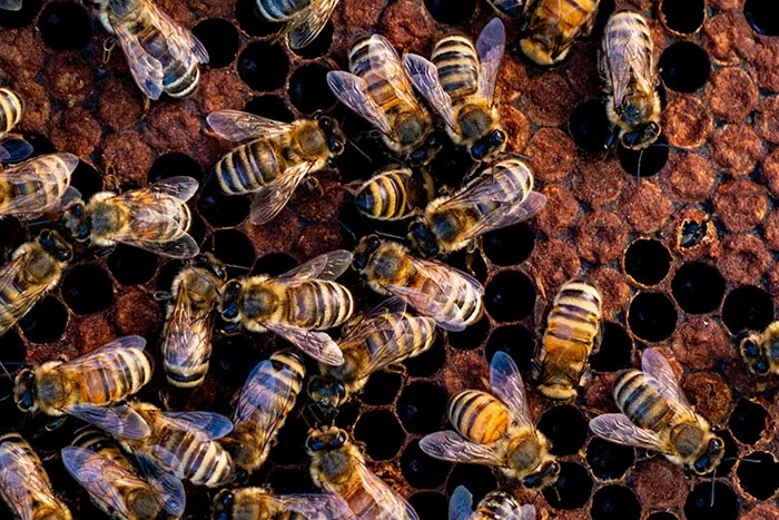 50 Times Wildlife Reminded Humans They’re Not Nearly As Tough As They Think