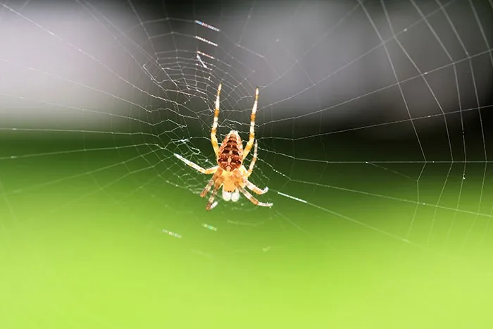 50 Times Wildlife Reminded Humans They’re Not Nearly As Tough As They Think
