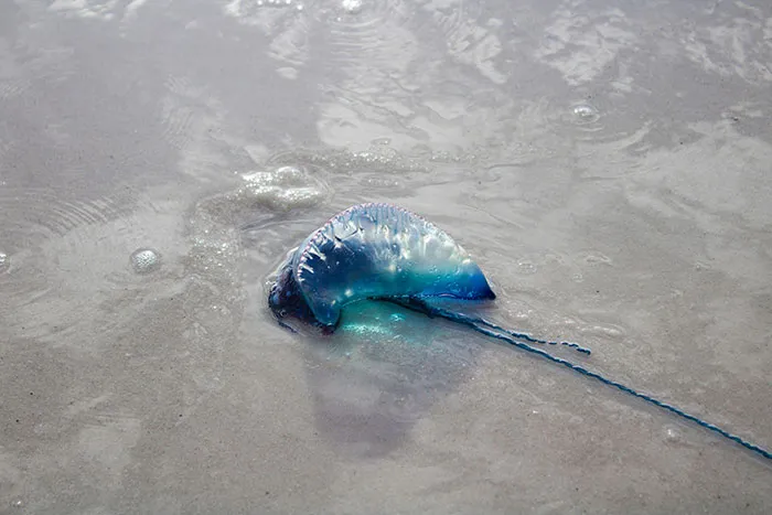 50 Times Wildlife Reminded Humans They’re Not Nearly As Tough As They Think