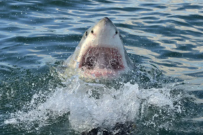 50 Times Wildlife Reminded Humans They’re Not Nearly As Tough As They Think