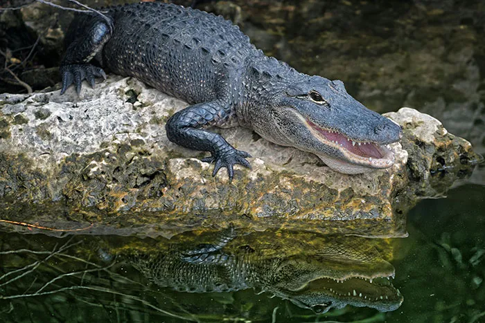 50 Times Wildlife Reminded Humans They’re Not Nearly As Tough As They Think