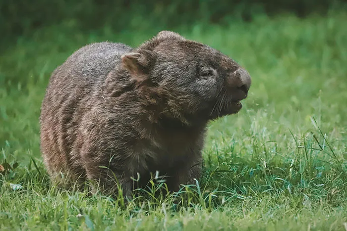 50 Times Wildlife Reminded Humans They’re Not Nearly As Tough As They Think
