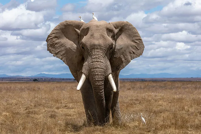 50 Times Wildlife Reminded Humans They’re Not Nearly As Tough As They Think