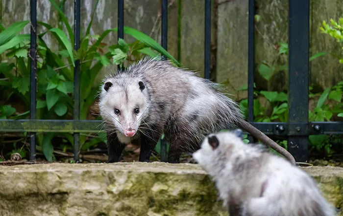 50 Times Wildlife Reminded Humans They’re Not Nearly As Tough As They Think