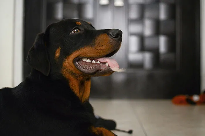 Rottweiler dog lying indoors with mouth open and tongue out, part of animal encounters far from cute and wholesome.