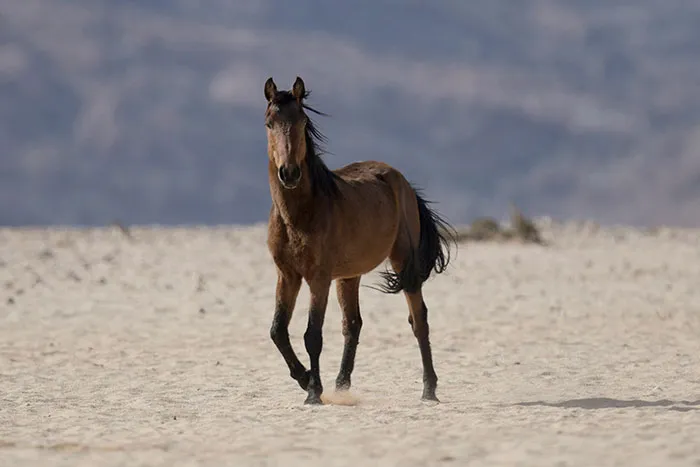 50 Times Wildlife Reminded Humans They’re Not Nearly As Tough As They Think
